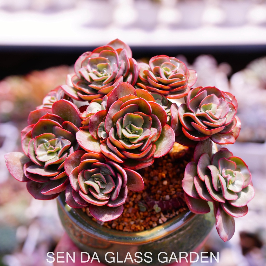 Sen đá Bắp Cải  Suyon Gốc Thụ nhiều đầu, trồng chậu gốm Hàn Quốc - Bao Khỏe- Thuần khí hậu Đà Lạt - Lỗi 1 đổi 1