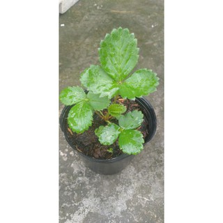Dâu tây chịu nhiệt( chậu cấy mô)