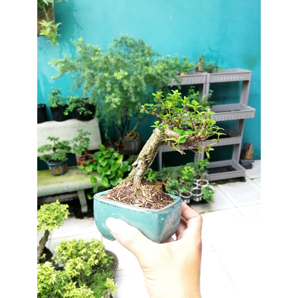 Bonsai mini Sam hương