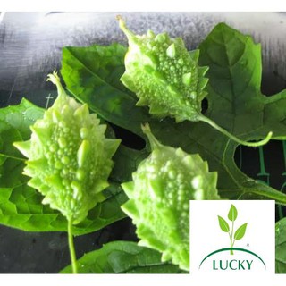1g Hạt Giống Mướp Đắng/ Khổ Qua Rừng(Momordica charantia)  THANHHUONG