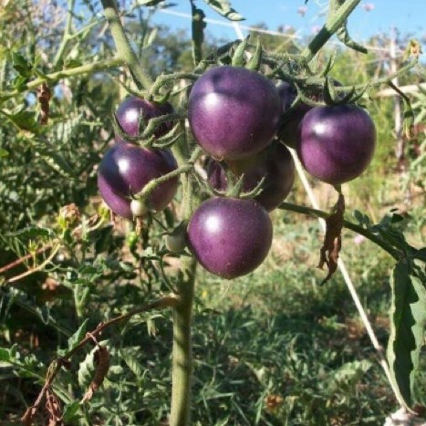 Hạt giống CÀ CHUA TÍM F1 (purple tomato) Nhập Khẩu nguyên bao bì Đài Loan