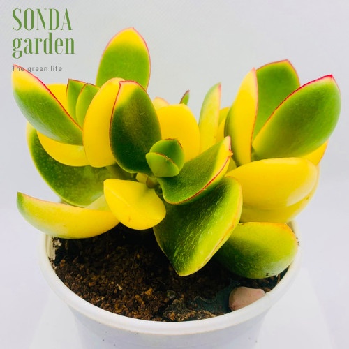 Sen đá thạch bích var SONDA GARDEN size trung bình 10-12cm, xuất xứ Đà Lạt, khoẻ đẹp, lỗi 1 đổi 1