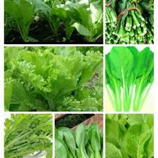 DEAL 1 K Hạt giống rau cải các loại ( gói lẻ dùng thử0