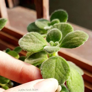 Nhất mạt hương 🌿