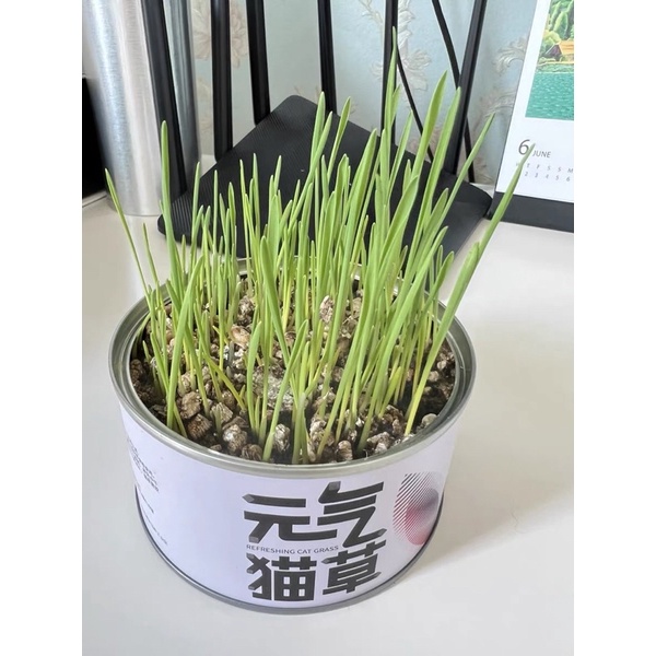 Cỏ Mèo Tươi Tự Trồng PETKIT - Catnip Nhà Trồng