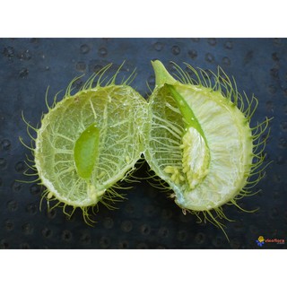hạt giống hoa bong bóng