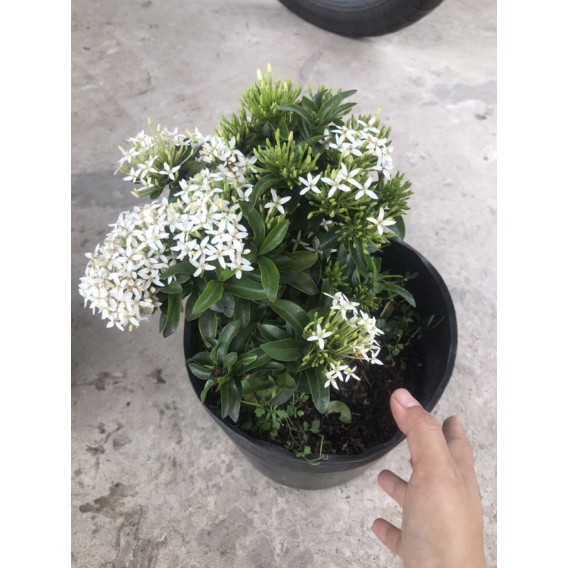Caykiengsadec cây trang trắng + tặng phân bón
