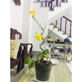 Cây Mai Vàng Đột Biến Đủ Loại