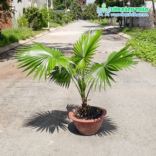 Cây cọ ta size lớn trồng sân vườn