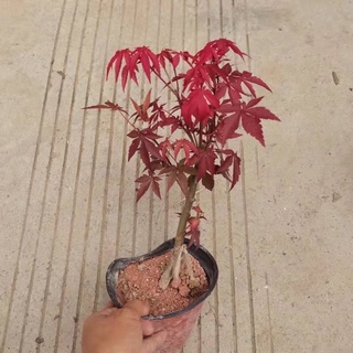Cây phong lá đỏ
