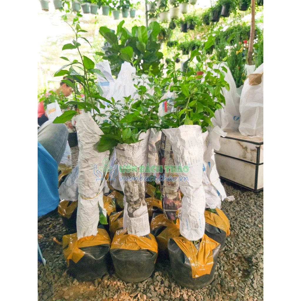 Cây Cúc Tần Ấn Độ Vernonia elliptica  leo giàn