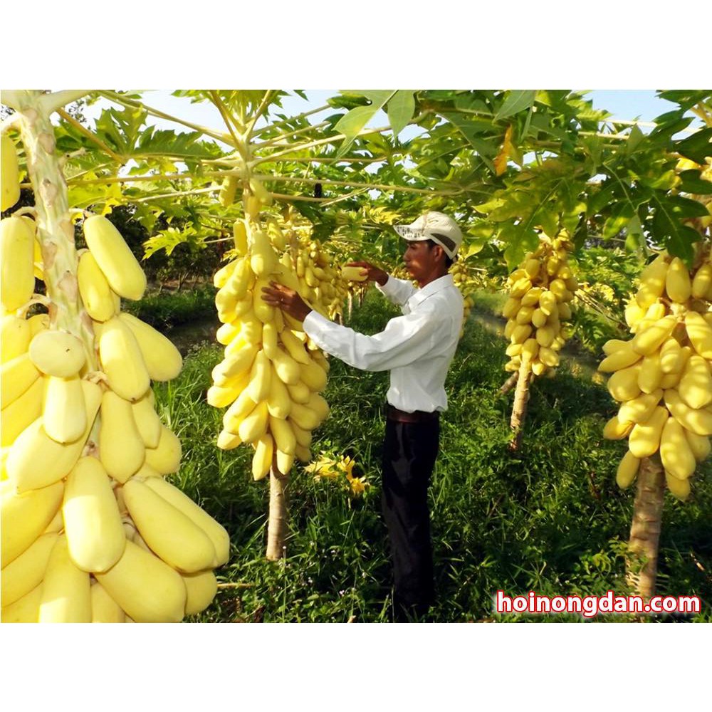 Tổng hợp Cây Đu Đủ Chín giá rẻ, bán chạy tháng 7/2023 - BeeCost