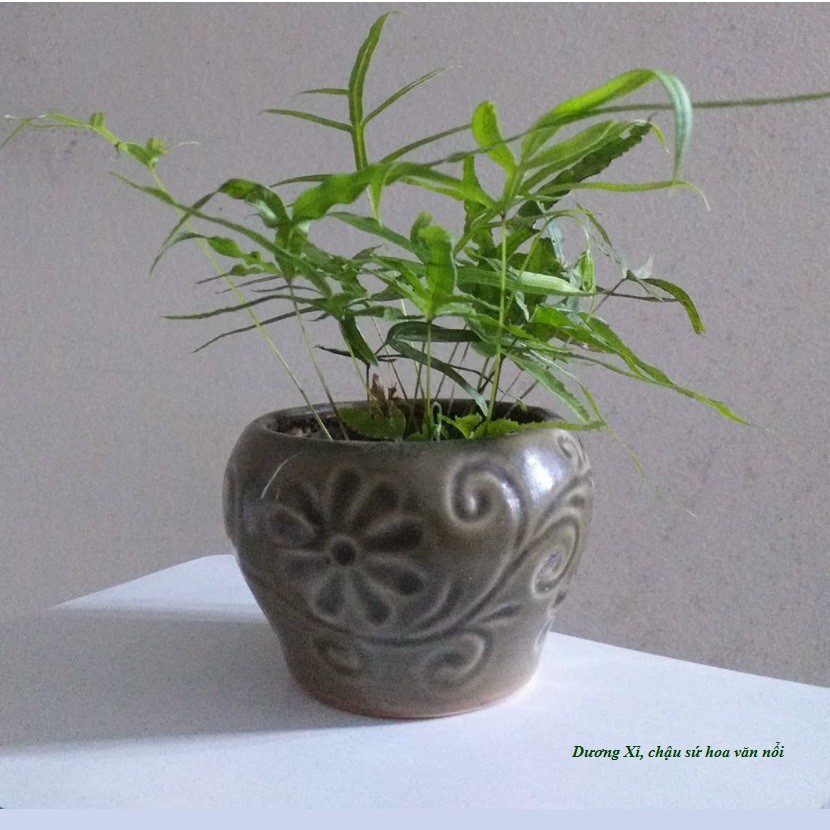 Cây cảnh mini, bonsai mini để bàn làm việc