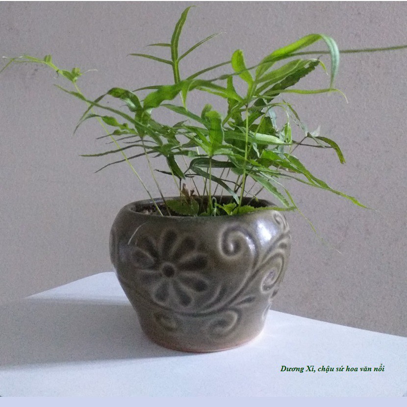 Cây cảnh mini, xương rồng mix, bonsai mini để bàn làm việc