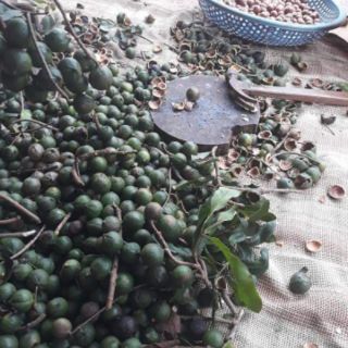 Hạt Mắc Ca Đắk Lắk