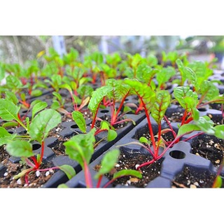 Hạt giống Cải Bẩy Sắc Cầu Vồng 🌈