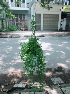Cây hạt dưa treo