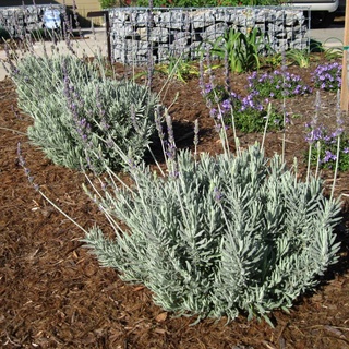 LAVENDER GOODWIN - gốc to, cây khỏe