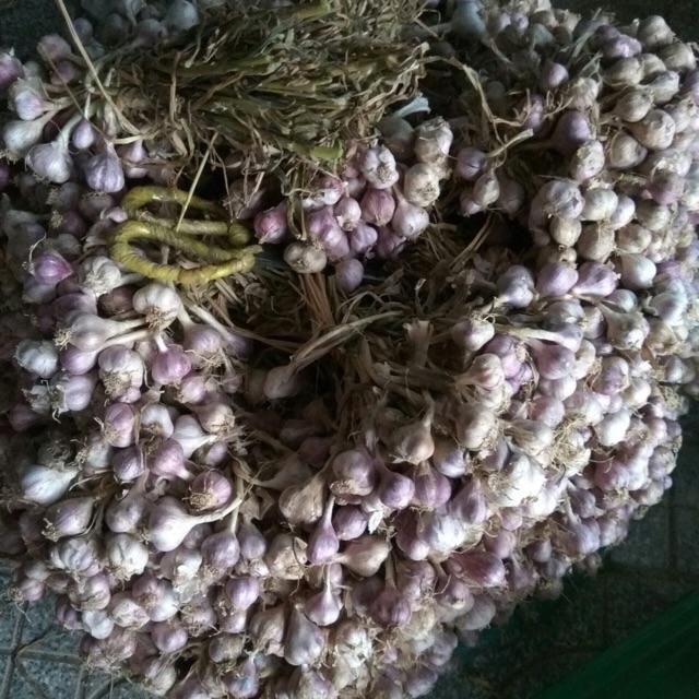 1kg tỏi ta