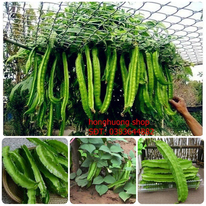 Hạt giống đậu rồng