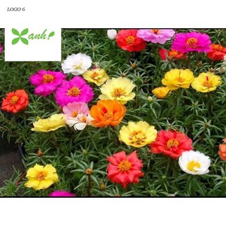 Giống hoa Mười giờ mix (100 hạt nhiều màu)