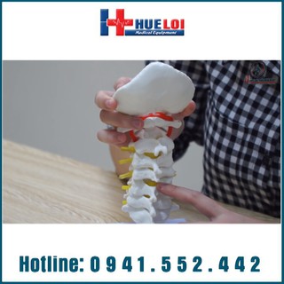Mô hình giải phẫu đốt sống cổ