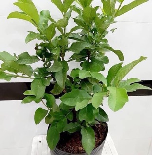 Cây giống ổi nữ hoàng