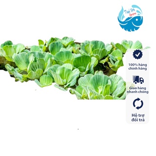 Cây thuỷ sinh bèo cái