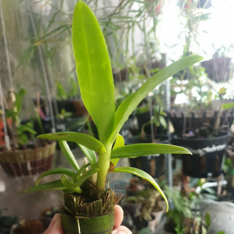 Lan Denro giống thuần chậu nhiều màu, hoa ngẫu nhiên