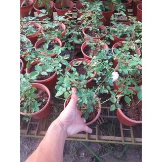 Hồng Cổ Vân Khôi thơm diệu nhe