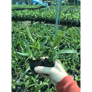 HOA LAN 4N XƯA