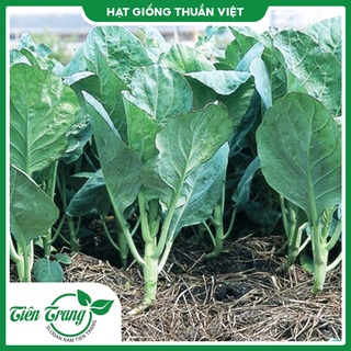 Hạt giống cải rổ tn - 56