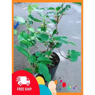 Cây Dâu Bonsai