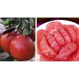 Cây giống Bưởi Đỏ Luận Văn [ Giống ghép Chuẩn cho trái siêu sớm, quả to ].