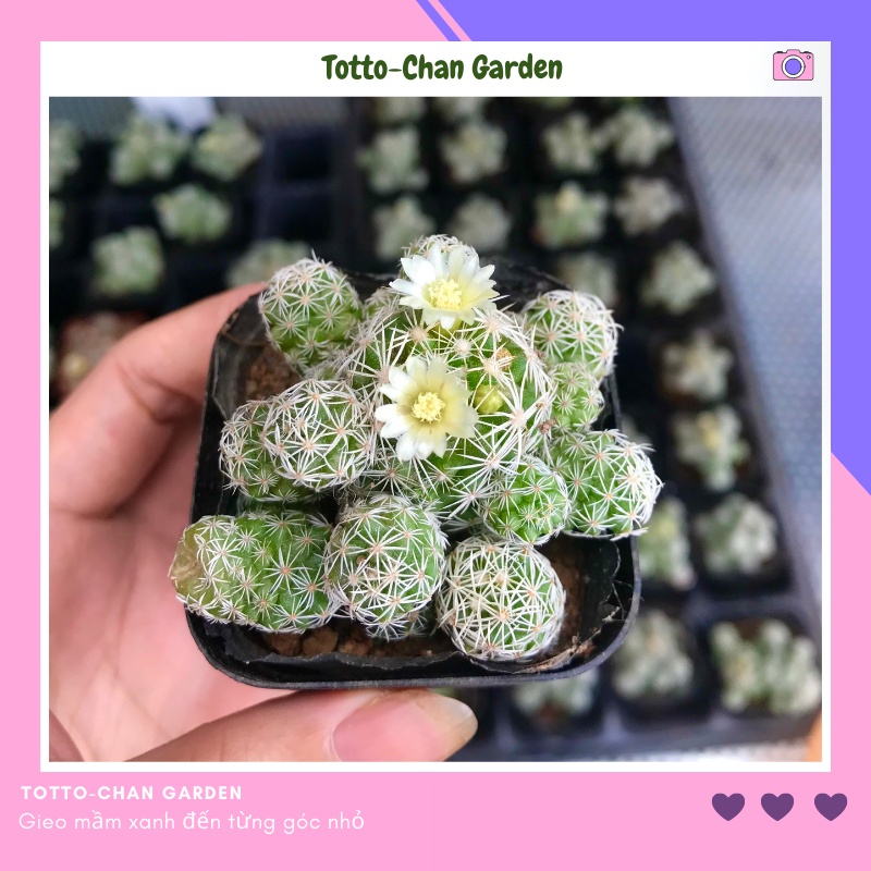 Xương rồng trứng chim đẹp (xương rồng nhện trắng, xương rồng tuyết trắng) size bầu và mini, thuần khí hậu, freeship