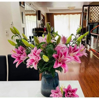 CỦ GIỐNG HOA LY KÉP JUANNA