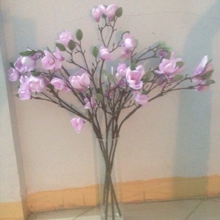 Mộc lan cành cao 80cm