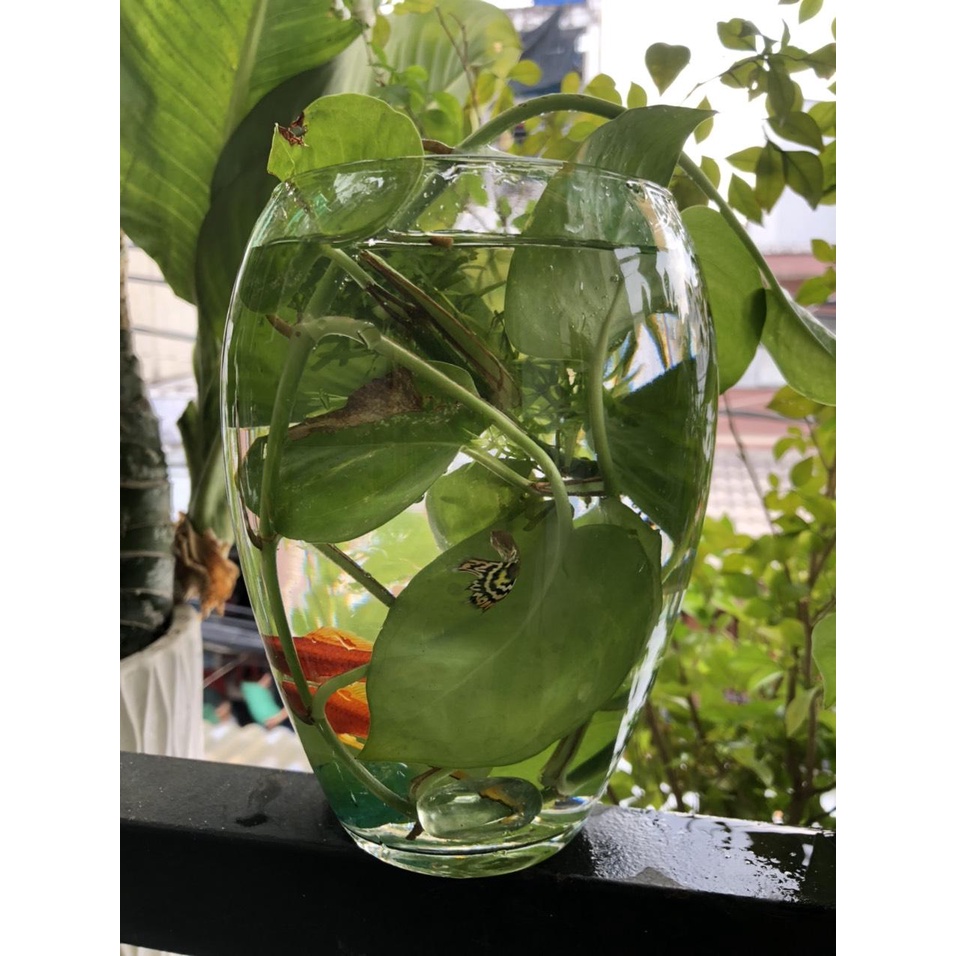 BÌNH BÔNG LỌ HOA,HỒ CÁ MINI,CHẬU CÂY THỦY SINH ĐỂ BÀN MẪU D1, D2