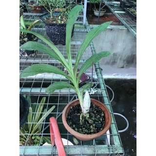 giò hoa lan catasetum