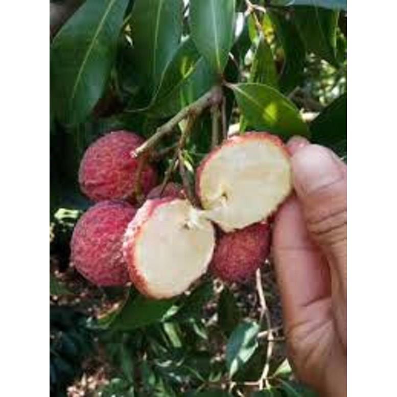 CÂY GIỐNG VẢI KHÔNG HẠT (chuẩn giống cây trồng)