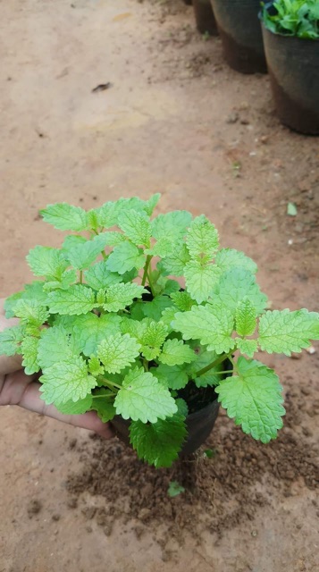 Cây Bạc hà chanh xả Lemon Balm