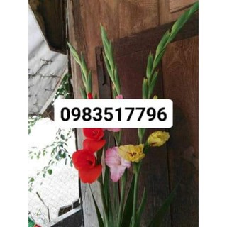 hạt giống củ hoa lay ơn nhiều màu
