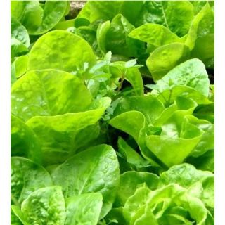 10GR - Hạt giống xà lách dún vàng cao sản