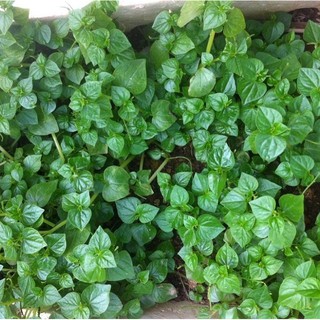 Hạt giống rau Càng Cua