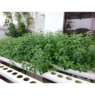 20GR - HẠT GIỐNG RAU ĐAY XANH