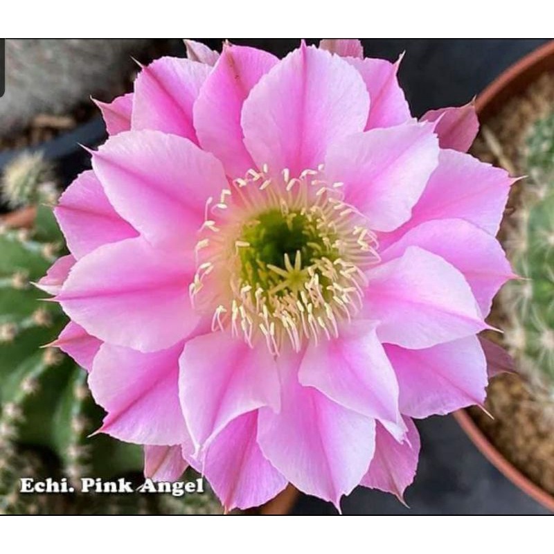 Xương rồng Echino Pink Angel cây con đã có rễ (ảnh cuối)