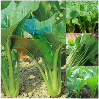 Combo 3 gói Hạt Giống Cải Ngọt - ( 3 gói 60gr )