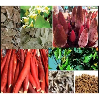 400g combo - nấm ngọc cẩu - ba kích - dâm dương - sâm cau