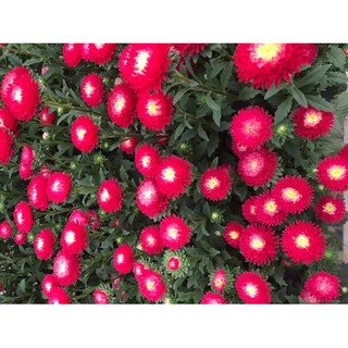 Hạt giống cúc Bonita F1 ( túi 1000 hạt) NHẬT BẢN - Rau củ quả trồng tại vườn, sân thượng, nông trang, ban công