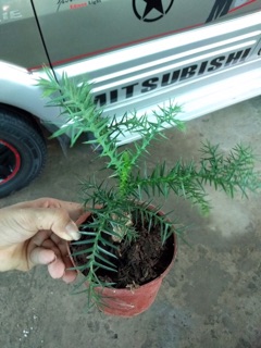 TÙNG BỒNG LAI